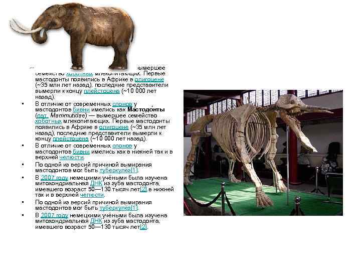  • • Мастодо нты (лат. Mammutidae) — вымершее семейство хоботных млекопитающих. Первые мастодонты