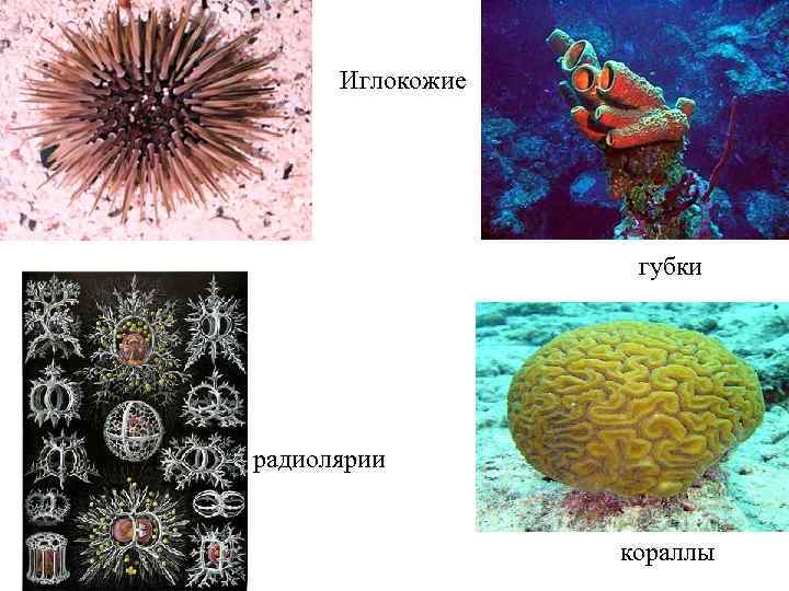 Иглокожие губки радиолярии кораллы 
