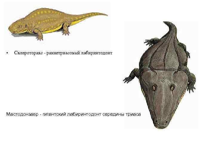  • Склероторакс - раннетриасовый лабиринтодонт Мастодонзавр - гигантский лабиринтодонт середины триаса 