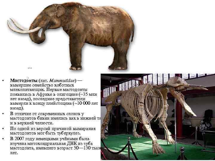  • • Мастодо нты (лат. Mammutidae) — вымершее семейство хоботных млекопитающих. Первые мастодонты