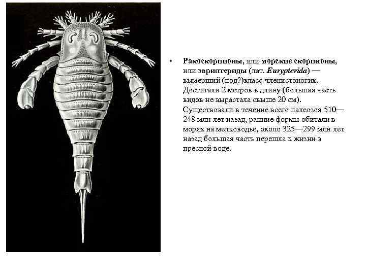  • Ракоскорпионы, или морские скорпионы, или эвриптериды (лат. Eurypterida) — вымерший (под? )класс
