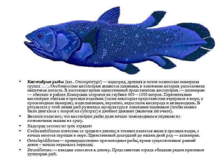  • • • Кистепёрые рыбы (лат. Crossopterygii) — надотряд, древняя и почти полностью