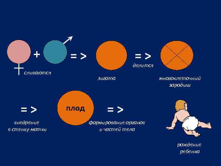 + => сливаются => внедрение в стенку матки => делится зигота плод многоклеточный зародыш