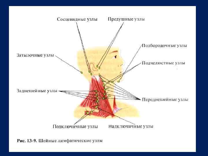 Где находятся лимфоузлы на шее у человека фото сзади фото