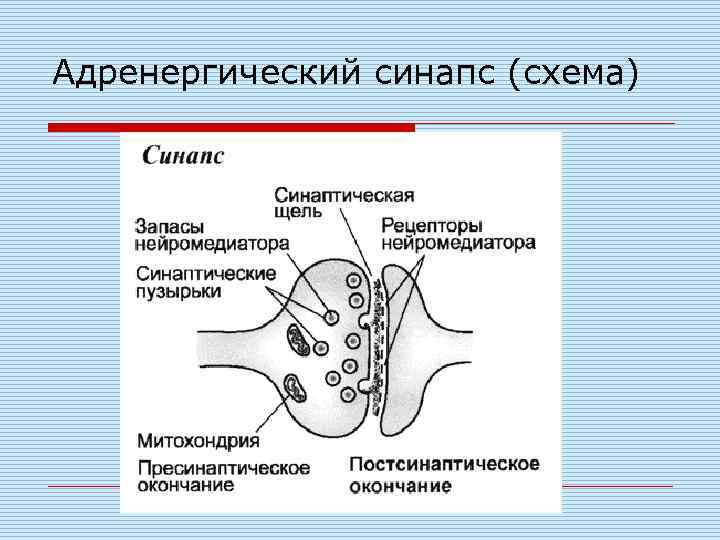 Адренергический синапс (схема) 