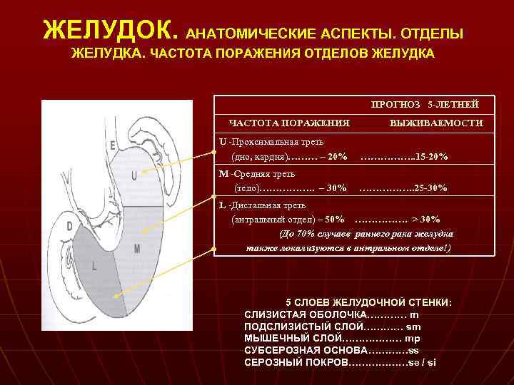 Рак желудка 4 стадия прогноз выживаемости