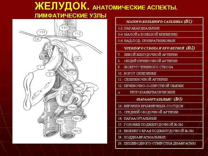 ЖЕЛУДОК. АНАТОМИЧЕСКИЕ АСПЕКТЫ. ЛИМФАТИЧЕСКИЕ УЗЛЫ МАЛОГО-БОЛЬШОГО САЛЬНИКА (D 1) 1 -2. ПАРАКАРДИАЛЬНЫЕ 3 -4.
