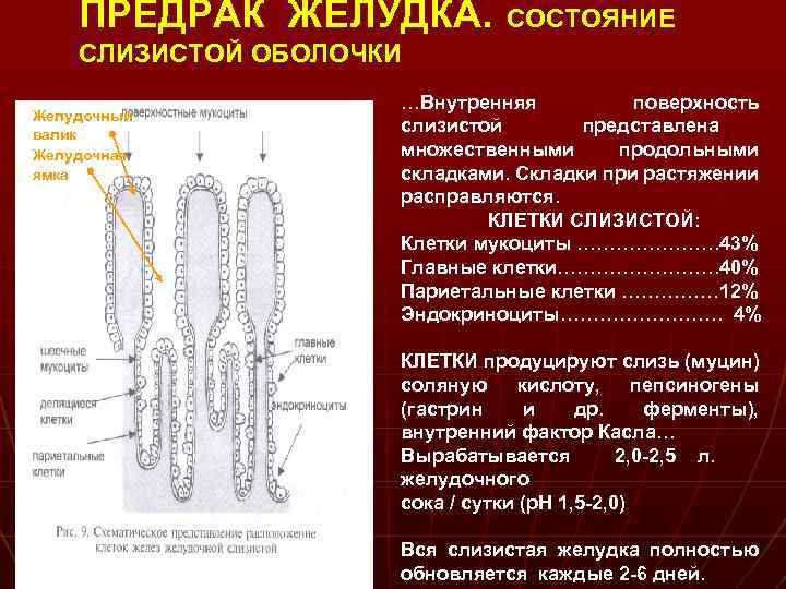 ПРЕДРАК ЖЕЛУДКА. СОСТОЯНИЕ СЛИЗИСТОЙ ОБОЛОЧКИ Желудочный валик Желудочная ямка …Внутренняя поверхность слизистой представлена множественными