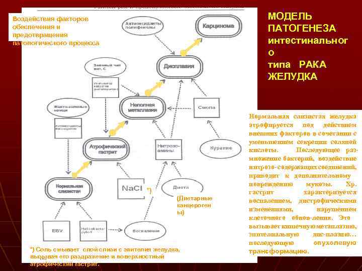 МОДЕЛЬ ПАТОГЕНЕЗА интестинальног о типа РАКА ЖЕЛУДКА Воздействия факторов обеспечения и предотвращения патологического процесса