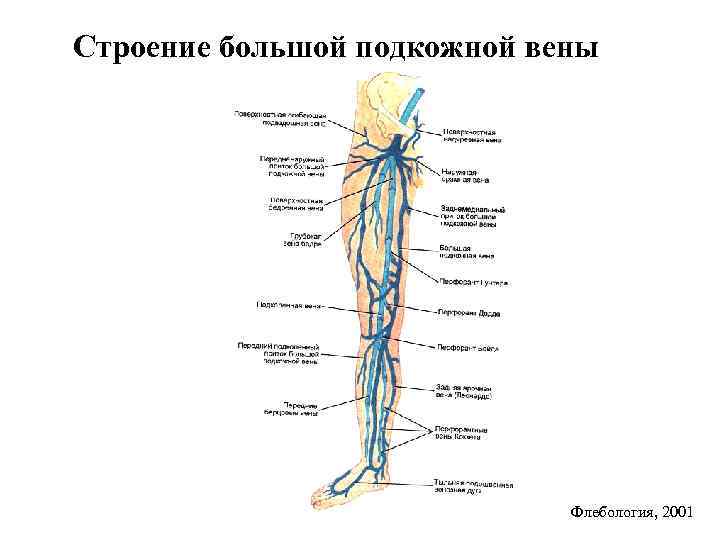 Строение большой подкожной вены Флебология, 2001 