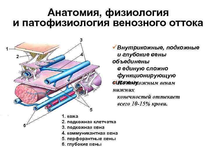 Анатомия физиология читать