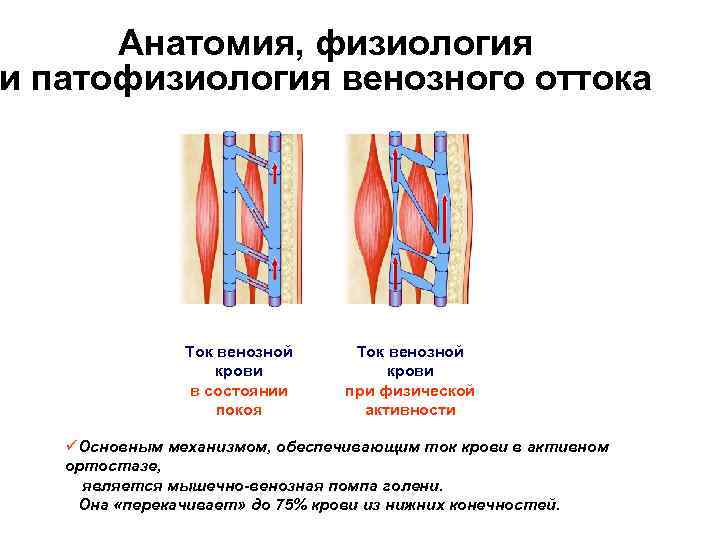 Нарушение венозного оттока шеи