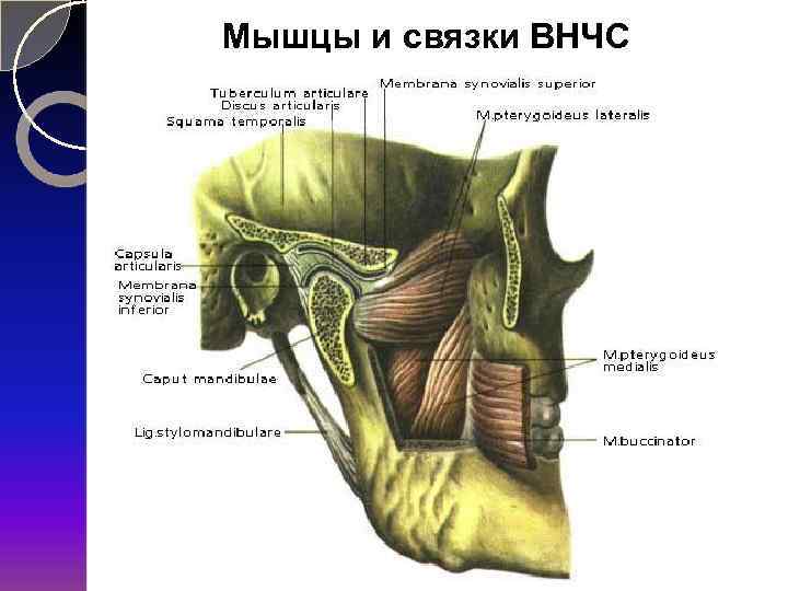 Мышцы и связки ВНЧС 