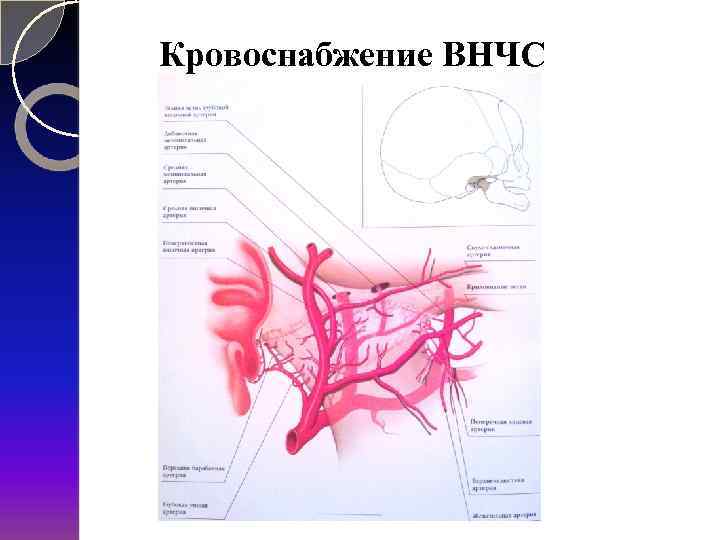 Кровоснабжение и иннервация. Височно-нижнечелюстной сустав кровоснабжение и иннервация. Кровоснабжение и иннервация нижнечелюстного сустава. Кровоснабжение височно-нижнечелюстного сустава. Схема кровоснабжения височно-нижнечелюстного сустава.