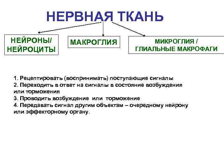 НЕРВНАЯ ТКАНЬ НЕЙРОНЫ/ НЕЙРОЦИТЫ МАКРОГЛИЯ МИКРОГЛИЯ / ГЛИАЛЬНЫЕ МАКРОФАГИ 1. Рецептировать (воспринимать) поступающие сигналы