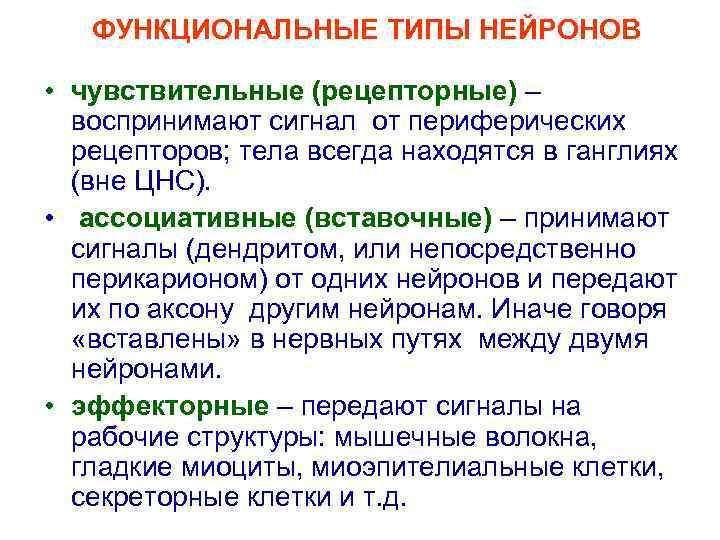 ФУНКЦИОНАЛЬНЫЕ ТИПЫ НЕЙРОНОВ • чувствительные (рецепторные) – воспринимают сигнал от периферических рецепторов; тела всегда