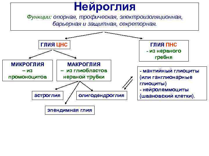 Нейроглия Функции: опорная, трофическая, электроизоляционная, барьерная и защитная, секреторная. ГЛИЯ ЦНС МИКРОГЛИЯ – из