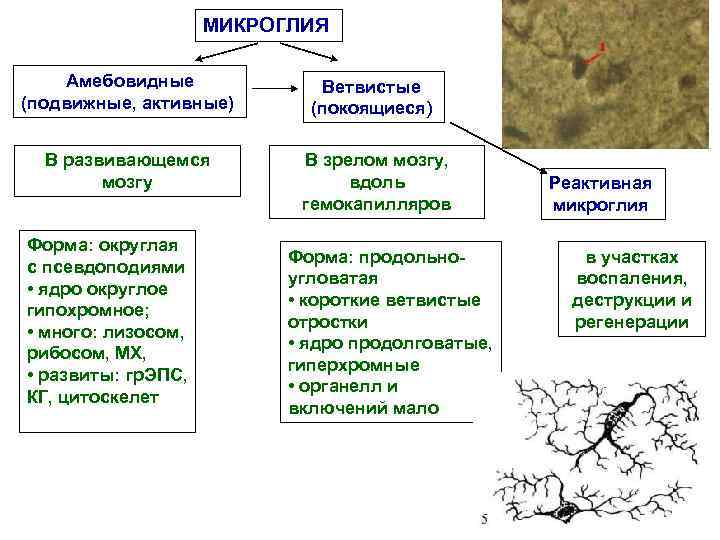 МИКРОГЛИЯ Амебовидные (подвижные, активные) Ветвистые (покоящиеся) В развивающемся мозгу В зрелом мозгу, вдоль гемокапилляров
