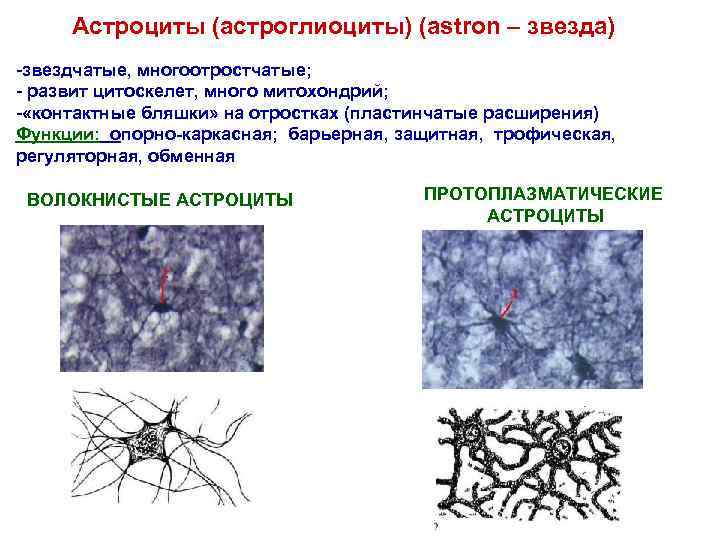 Астроциты (астроглиоциты) (astron – звезда) -звездчатые, многоотростчатые; - развит цитоскелет, много митохондрий; - «контактные