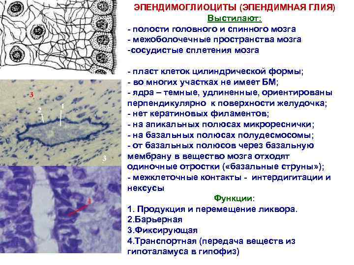 ЭПЕНДИМОГЛИОЦИТЫ (ЭПЕНДИМНАЯ ГЛИЯ) Выстилают: - полости головного и спинного мозга - межоболочечные пространства мозга