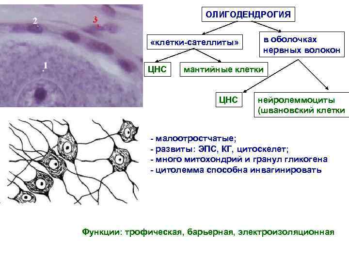 ОЛИГОДЕНДРОГИЯ «клетки-сателлиты» ЦНС в оболочках нервных волокон мантийные клетки ЦНС нейролеммоциты (швановский клетки -