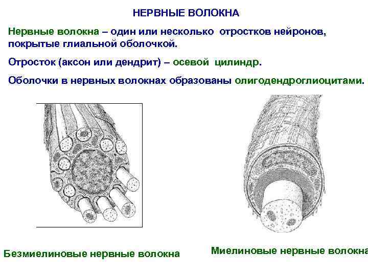 НЕРВНЫЕ ВОЛОКНА Нервные волокна – один или несколько отростков нейронов, покрытые глиальной оболочкой. Отросток