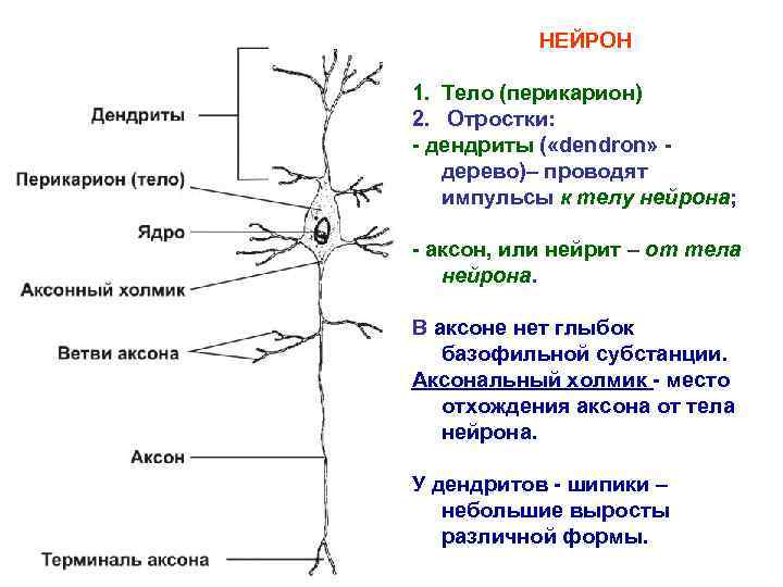 НЕЙРОН 1. Тело (перикарион) 2. Отростки: - дендриты ( «dendron» - дерево)– проводят импульсы