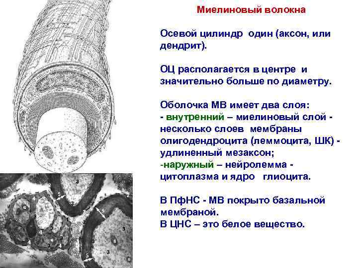 Миелиновый волокна Осевой цилиндр один (аксон, или дендрит). ОЦ располагается в центре и значительно