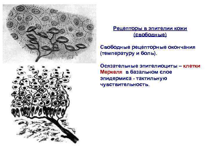 Рецепторы в эпителии кожи (свободные) Свободные рецепторные окончания (температуру и боль). Осязательные эпителиоциты –