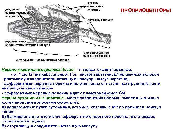 ПРОПРИОЦЕПТОРЫ Нервно-мышечные веретена (fusus) - в толще скелетных мышц. - от 1 до 12