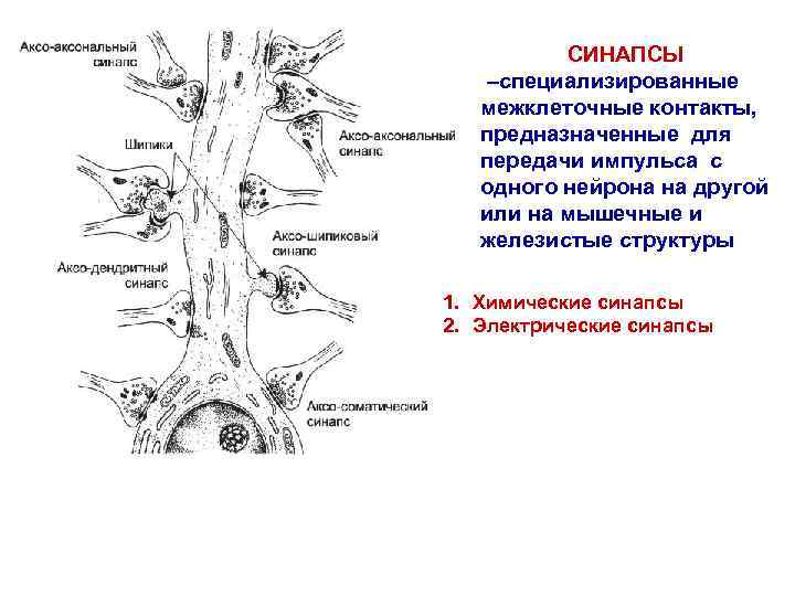 СИНАПСЫ –специализированные межклеточные контакты, предназначенные для передачи импульса с одного нейрона на другой или