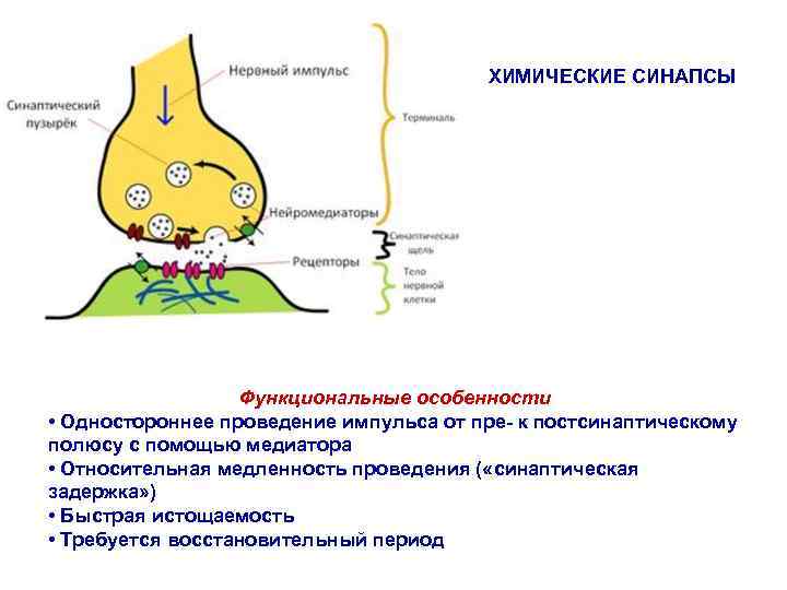 ХИМИЧЕСКИЕ СИНАПСЫ Функциональные особенности • Одностороннее проведение импульса от пре- к постсинаптическому полюсу с