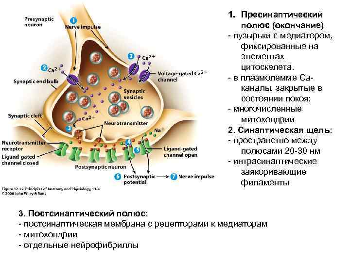 1. Пресинаптический полюс (окончание) - пузырьки с медиатором, фиксированные на элементах цитоскелета. - в