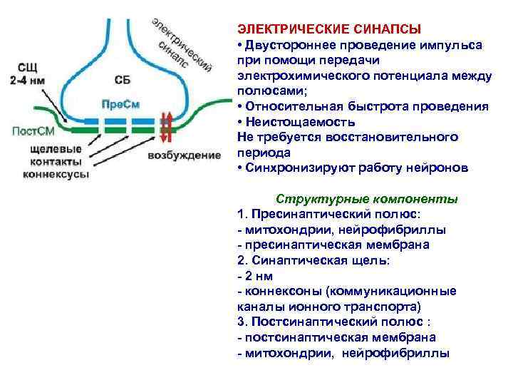 ЭЛЕКТРИЧЕСКИЕ СИНАПСЫ • Двустороннее проведение импульса при помощи передачи электрохимического потенциала между полюсами; •