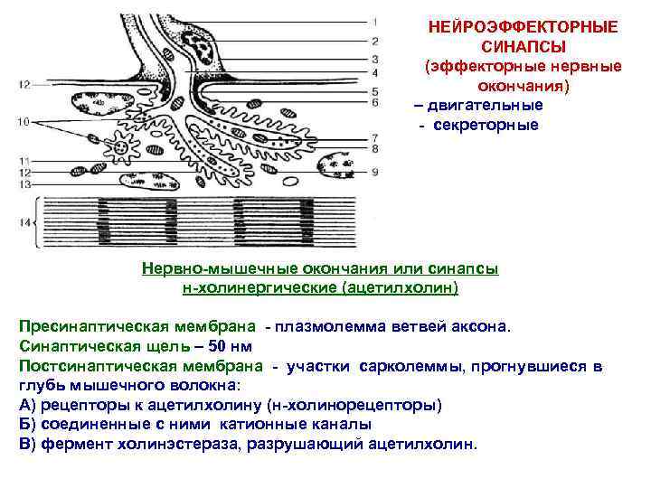 НЕЙРОЭФФЕКТОРНЫЕ СИНАПСЫ (эффекторные нервные окончания) – двигательные - секреторные Нервно-мышечные окончания или синапсы н-холинергические