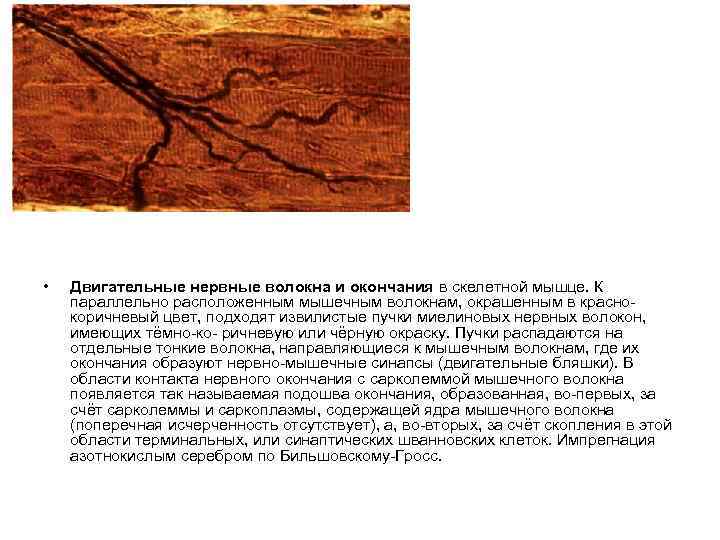  • Двигательные нервные волокна и окончания в скелетной мышце. К параллельно расположенным мышечным