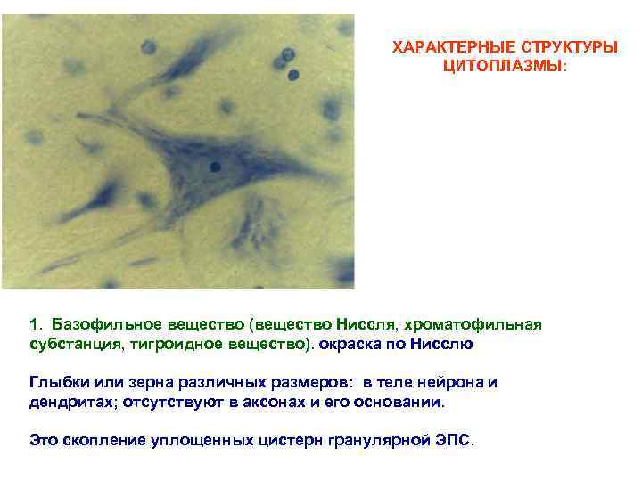 ХАРАКТЕРНЫЕ СТРУКТУРЫ ЦИТОПЛАЗМЫ: 1. Базофильное вещество (вещество Ниссля, хроматофильная субстанция, тигроидное вещество). окраска по