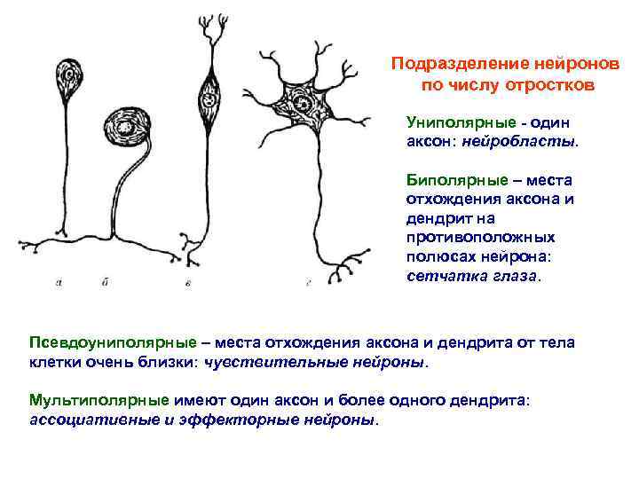 Подразделение нейронов по числу отростков Униполярные - один аксон: нейробласты. Биполярные – места отхождения