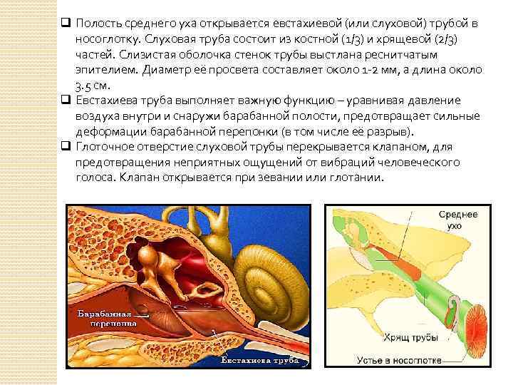 q Полость среднего уха открывается евстахиевой (или слуховой) трубой в носоглотку. Слуховая труба состоит