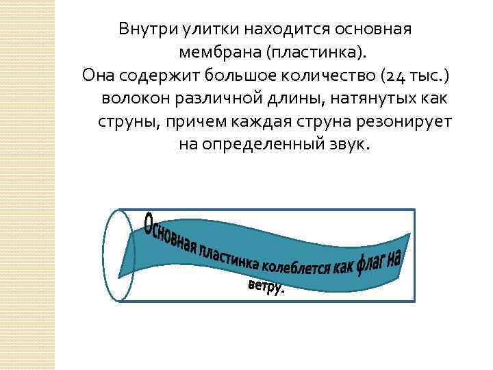 Внутри улитки находится основная мембрана (пластинка). Она содержит большое количество (24 тыс. ) волокон