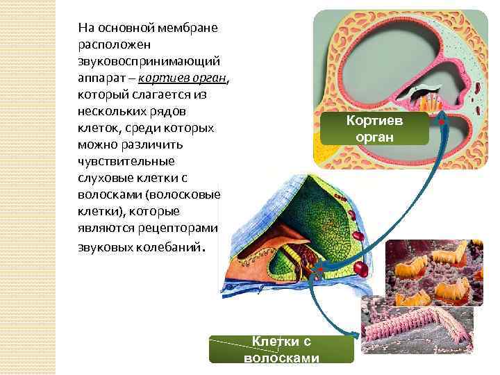 Основная мембрана