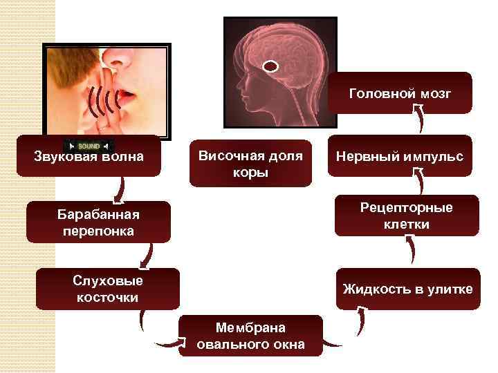 Головной мозг Звуковая волна Височная доля коры Нервный импульс Рецепторные клетки Барабанная перепонка Слуховые