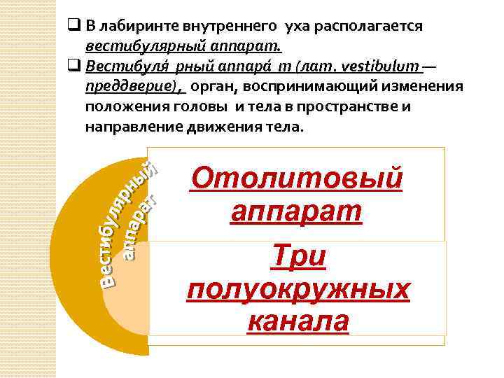 q В лабиринте внутреннего уха располагается вестибулярный аппарат. q Вестибуля рный аппара т (лат.