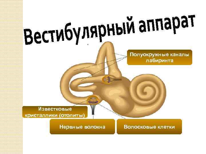 Полуокружные каналы лабиринта Известковые кристаллики (отолиты) Нервные волокна Волосковые клетки 