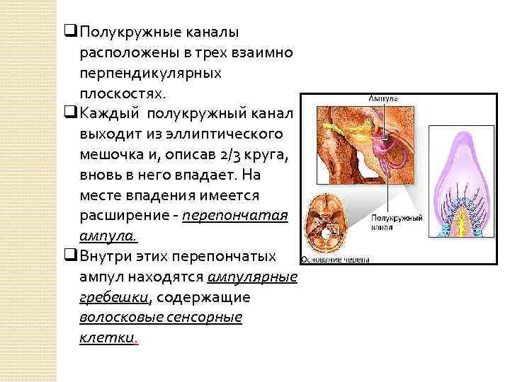 q. Полукружные каналы расположены в трех взаимно перпендикулярных плоскостях. q. Каждый полукружный канал выходит