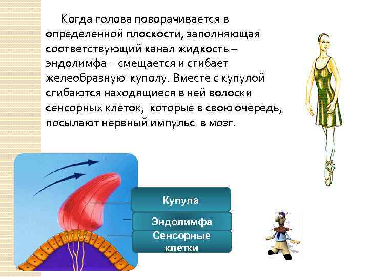 Когда голова поворачивается в определенной плоскости, заполняющая соответствующий канал жидкость – эндолимфа – смещается