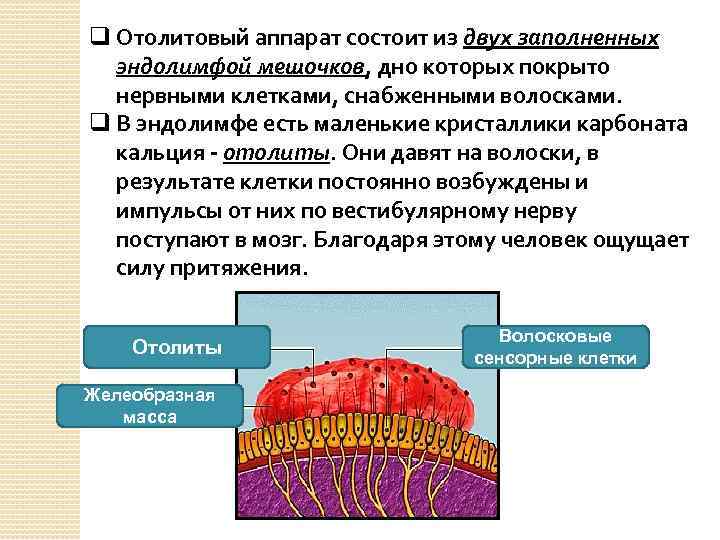 q Отолитовый аппарат состоит из двух заполненных эндолимфой мешочков, дно которых покрыто нервными клетками,