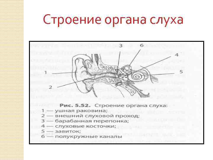 Орган слуха анатомия. Схема строения органа слуха. Строение органа слуха рисунок. Строение органа слуха рисунок легкий.