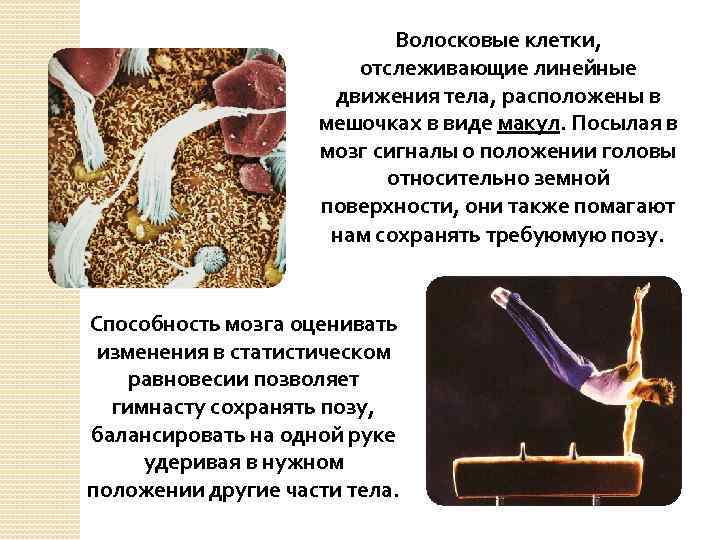 Волосковые клетки, отслеживающие линейные движения тела, расположены в мешочках в виде макул. Посылая в