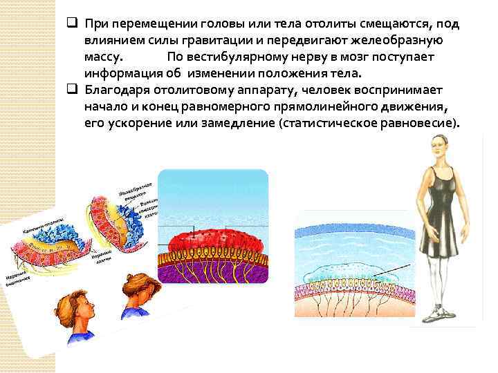 q При перемещении головы или тела отолиты смещаются, под влиянием силы гравитации и передвигают